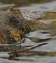 Edmund's Snaketail - photo 5