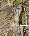Pygmy Snaketail