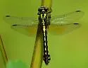 Pygmy Snaketail - photo 4