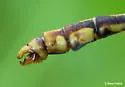 Appalachian Snaketail