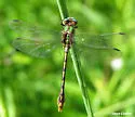 Appalachian Snaketail - photo 2
