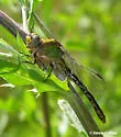 Appalachian Snaketail - photo 4