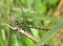 Appalachian Snaketail - photo 5