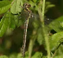 Maine Snaketail - photo 3