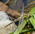 Great Basin Snaketail