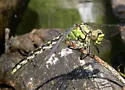 Great Basin Snaketail - photo 2