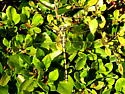 Sinuous Snaketail