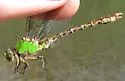 Rusty Snaketail