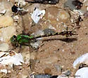 Rusty Snaketail - photo 2