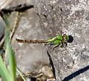 Rusty Snaketail - photo 3