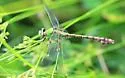 Rusty Snaketail - photo 4