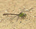 Rusty Snaketail - photo 5