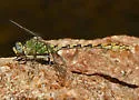 Pale Snaketail