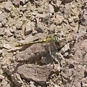 Pale Snaketail - photo 2