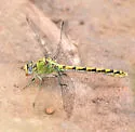 Pale Snaketail - photo 3