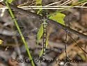 Pale Snaketail - photo 4