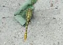 Pale Snaketail - photo 5