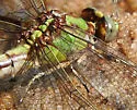 Sioux Snaketail - photo 2