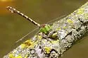 Sioux Snaketail - photo 3