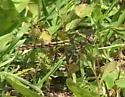 Sioux Snaketail - photo 4