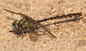 Sioux Snaketail - photo 5