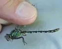 St. Croix Snaketail
