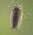 Ophiolix cuneatus