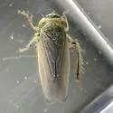 Ophiolix cuneatus - photo 2