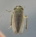 Ophiolix cuneatus - photo 3
