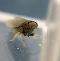 Ophiolix cuneatus - photo 4