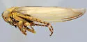 Ophiolix nigristriatus
