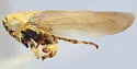 Ophiolix pseudosphagneticus