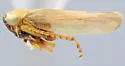 Ophiolix schedia