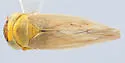 Ophiolix schedia - photo 2