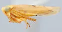 Ophiolix xanthus