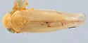 Ophiolix xanthus - photo 2