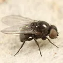 Ophiomyia antennariae