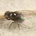 Ophiomyia antennariae - photo 2