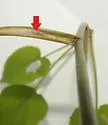 Ophiomyia astericosta - photo 4