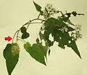 Ophiomyia astericosta - photo 5