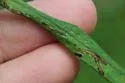 Mines resembling Ophiomyia asterovora