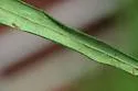Mines resembling Ophiomyia asterovora - photo 2