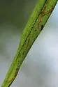 Mines resembling Ophiomyia asterovora - photo 3