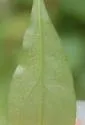 Mines resembling Ophiomyia asterovora - photo 5