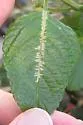 Ophiomyia camarae - photo 2