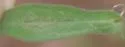 Ophiomyia carolinensis