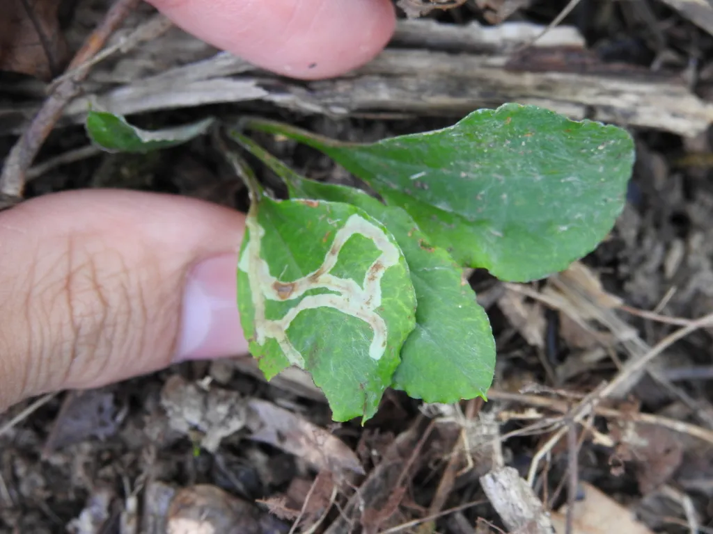 Ophiomyia coniceps - photo 2