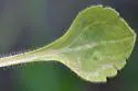 Ophiomyia erigeronis - photo 2