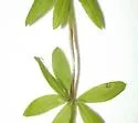 Ophiomyia galiodes - photo 3