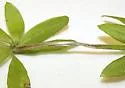 Ophiomyia galiodes - photo 4